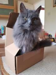 Cats used to be worshiped as Gods...