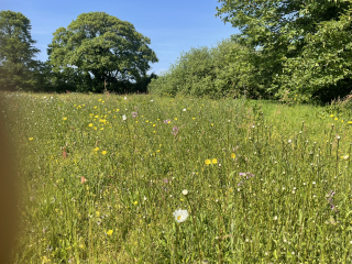 Meadow from lawn