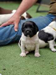 10 puppies unwell, only 3 weeks old.