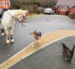 Are horses just giant puppies then? 