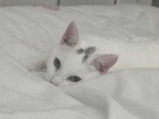 Let's have a happy thread. Show me your kitties.