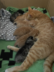 Advice please! Cat close to birth?