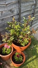 What's wrong with my rose plant