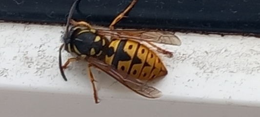 Is this just a very big wasp? Google lens implys it is