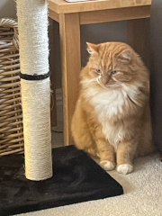 Let's have a happy thread. Show me your kitties.