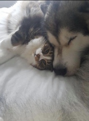 Dog breed! Can I ask for suggestions?