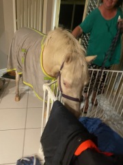 Horse suddenly a bit lame