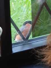 Are you doing 'no mow may' ?