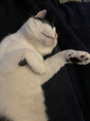 Cats used to be worshiped as Gods...