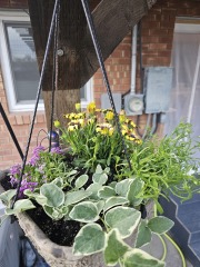 Flying into Spring - The Fledglings are no Fools