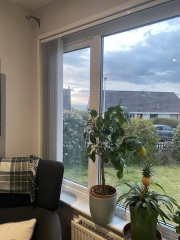 Curtains help - pic of dog included!