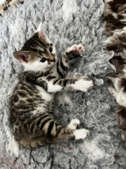 Introducing a kitten to an adult cat