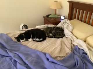 Let's have a happy thread. Show me your kitties.