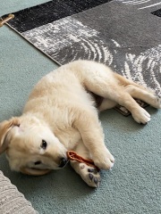 New puppy! 