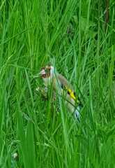 Are you doing 'no mow may' ?