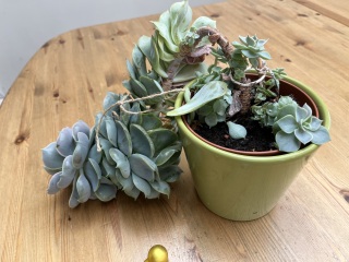 What shall I do with this plant 