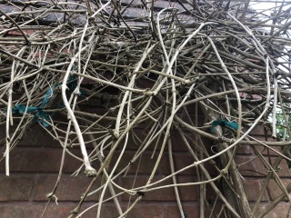 Clematis: dead, isn't it?