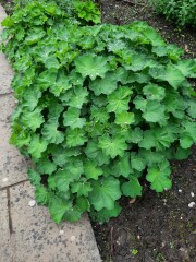 Plant ID help please?