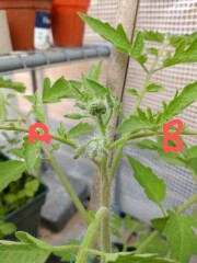 Which tomato shoot to pinch?