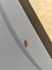 Bug identification please