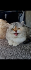 Air purifier for cat hair?