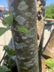 Can anyone diagnose what disease this might be?