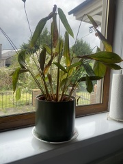 Prayer plant? Anyone know how I can revive it