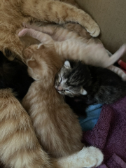 Advice please! Cat close to birth?