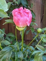 Have your peonies sprouted yet?