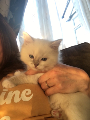 Has anyone ever got a kitten for their child and regretted it?