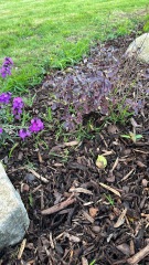 Help suspected couch grass! 