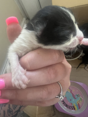 Newborn kittens sexing help!