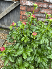 Have your peonies sprouted yet?