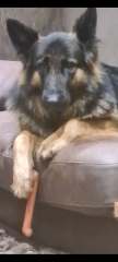 To think if you don't like my dogs barking at you get the hell off my drive