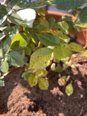 What's wrong with my rose plant