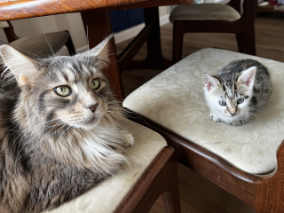 Introducing a kitten to an adult cat
