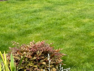 Help me save this lawn! 