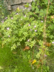 Do I want these in my garden?