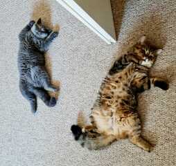 Cats used to be worshiped as Gods...