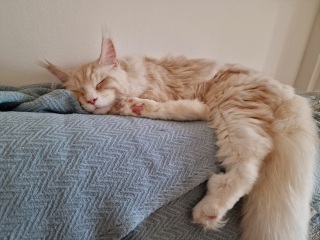 Is my Maine Coon fat?