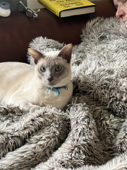 Let's have a happy thread. Show me your kitties.
