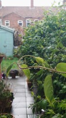 what will cover a trellis very quickly this summer?
