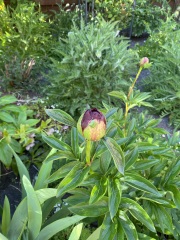 Have your peonies sprouted yet?