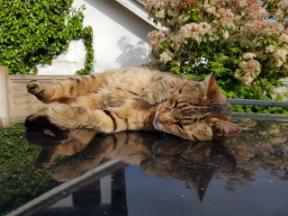 Thug cat part 5 - For he will not do destruction, if he is well-fed, neither will he spit without provocation.