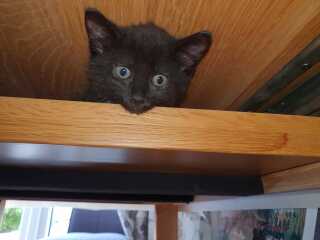 Gratuitous photos of Jemima and Velcro