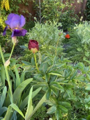 Have your peonies sprouted yet?