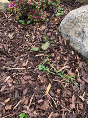 Help suspected couch grass! 