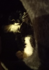 Cats used to be worshiped as Gods...