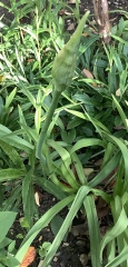 Plant ID please?