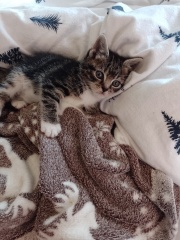How old do you think my kitten is?